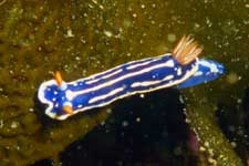 F-90X 60mm RVP �z�O