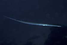 F-90X 60mm RVP �x��