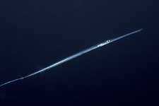 F-90X 60mm RVP �x��