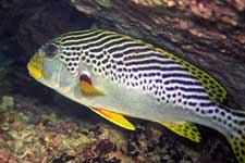 F-801 28-70mm REALA �V�p�_��