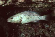 F-90X 60mm RVP �V�p�_��