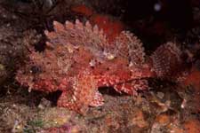 F-90X 60mm RVP �吣��