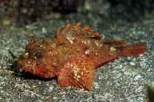 F-90X 60mm RVP �吣��