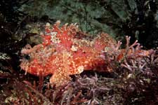 F-90X 60mm RVP �x��