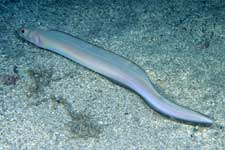 F-90X 60mm RVP �x��