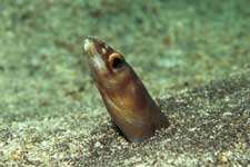 F-90X 60mm RVP �ɓ��C�m����