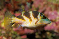 F-90X 60mm RVP �ɓ��C�m����