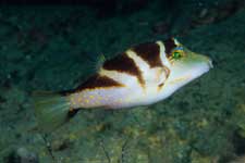 F-90X 60mm RVP ���{