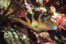 F-90X 60mm RVP F �ɓ��哇