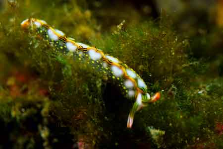 F-90X 60mm RVP 伊豆大島