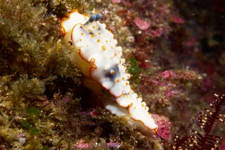 F-90X 60mm RDP�U �吣��