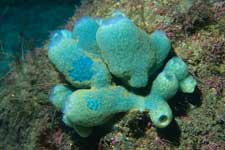 F-90X 60mm RVP �吣��