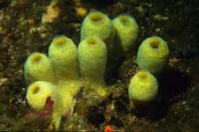 F-90X 60mm RVP �ɓ��哇