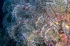 F-90X 60mm RVP �吣��