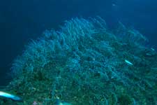 F-90X 60mm RVP �吣��