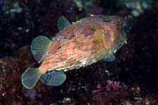 F-90X 60mm RVP �x��