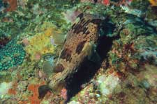 F-90X 60mm RVP ���{