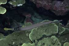 F-90X 60mm RVP �T�C�p��