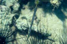 F-90X 60mm RVP �}�u�[��