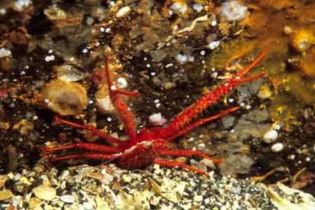 F-90X 60mm RVP �ɓ��C�m����