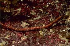 F-90X 60mm RVP �ɓ��哇