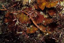 F-90X 60mm RVP �x��