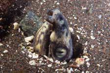 F-90X 60mm RDP�U �吣��