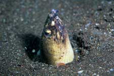 F-90X 60mm RVP �吣��