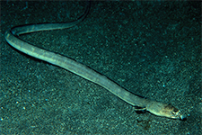 F-90X 60mm RVP �吣��