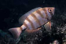 F-90X 60mm RVP �x��