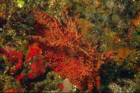 F-90X 60mm RVP �ɓ��C�m����