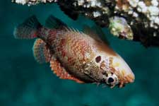 F-90X 60mm RVP �吣��