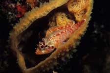 F-90X 60mm RVP �ɓ��C�m����