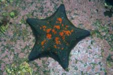 F-90X 60mm RVP �吣��