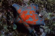 F-90X 60mm RVP �z�O