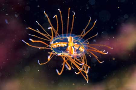 F-90X 60mm RVP �z�O