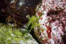 F-90X 60mm RVP �ɓ��C�m����