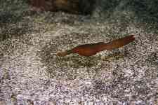 F-90X 60mm REALA �ɓ��C�m����