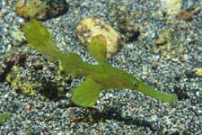 F-90X 60mm RVP �ɓ��C�m����