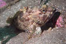 F-90X 60mm G400 �吣��