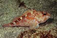 F-90X 60mm RVP �ɓ��C�m����