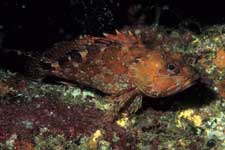 F-90X 60mm RVP �x��