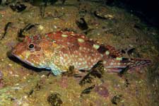 F-90X 60mm RVP �z�O