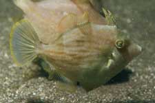 F-90X 60mm RVP �吣��