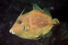 F-90X 60mm G400 �吣��