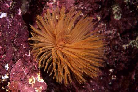 F-90X 60mm RVP �z�O