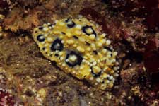 F-90X 60mm RVP �x��