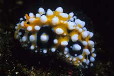 F-90X 60mm RVP �ɓ��哇