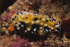 F-90X 60mm RVP �x��