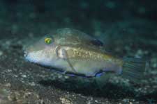 F-90X 60mm RVP �吣��